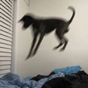 wutdadogdoin emote