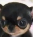 ergi emote