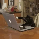 typing emote
