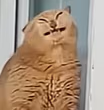 BieautyfullCat emote