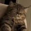 Oh_Yeah_Scritchies_Cat emote
