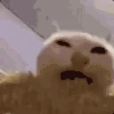 CatEatingCorn emote