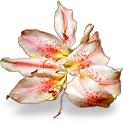 flower_lily emote