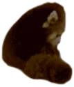 redpanda_disappointed emote