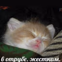 gn emote