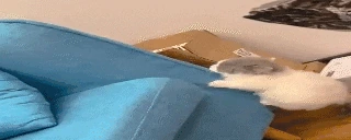 climb emote