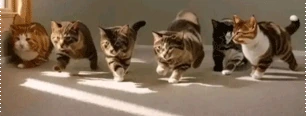 SuperCuteKittiesNothingElse emote