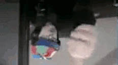 notguuut emote