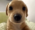 dog emote