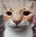 MyFlashedReaction emote