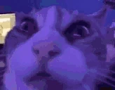 WTF emote