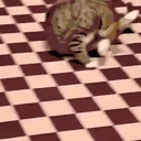 catRoll emote