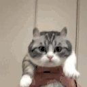 THIS emote