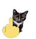 FYOUcatExplode emote