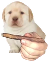 bluntDog emote