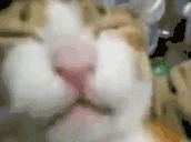 mawmaow emote