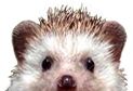 lurk emote