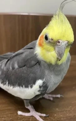 bird emote