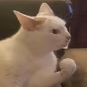 CE_Plotting emote