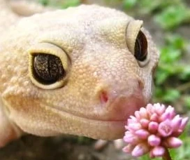 LeopardGeckoSmellingFlower emote