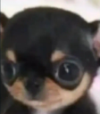 ergi static emote