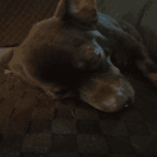 sleeepy_dog static emote