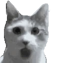 OMGCat emote
