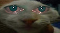 unsdd emote