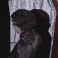 Murr_imout emote