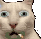 cannyCaTaah emote