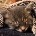 SleepyCarCat emote