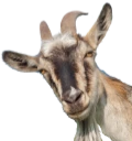 Goatbeeee emote