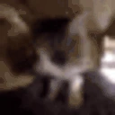 CatShake emote