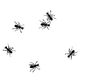ANTS emote