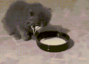 veryCat animated emote
