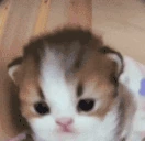 hestupid emote