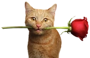 Patrego emote