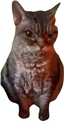 grumpy_cat emote