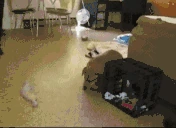 fatdoggif emote