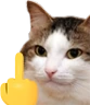 kiisu_fuku emote
