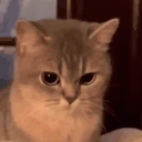angry emote