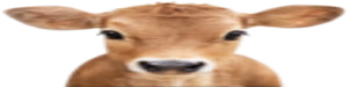 Halal emote