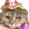 annoyedCat emote
