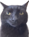 mirostro emote