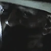 Bitch emote