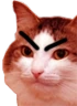 kiisu_angry emote