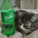 Alsprite emote