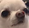 Doge_Cute emote