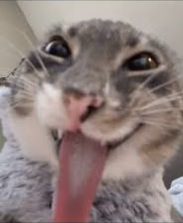 anotherfreaky_cat emote