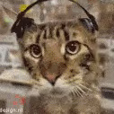 floppavibe emote